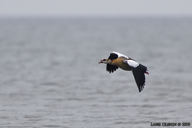 NILGS / EGYPTIAN GOOSE (Alopochen aegyptiacus)