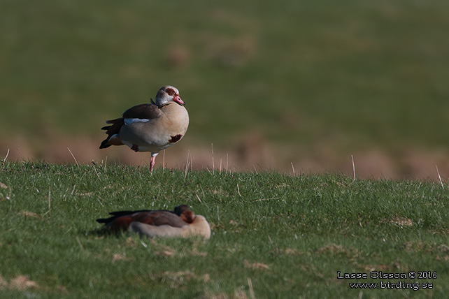 NILGÅS / EGYPTIAN GOOSE (Alopochen aegyptiacus)