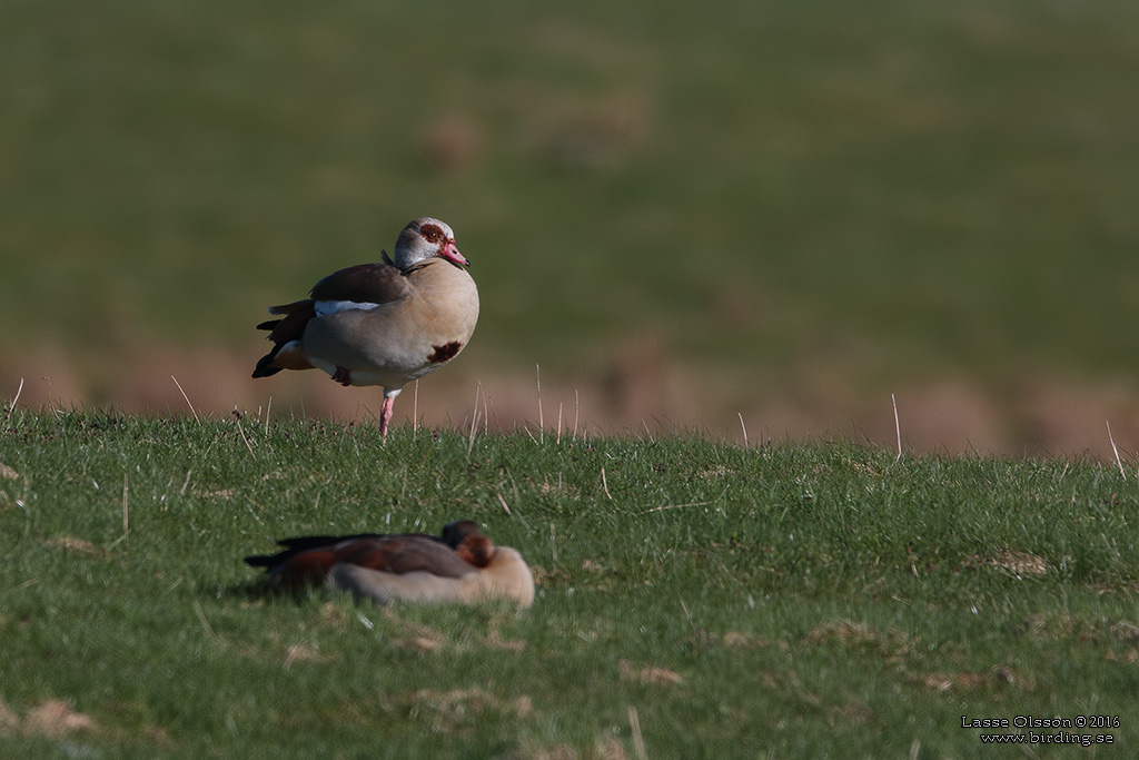 NILGS / EGYPTIAN GOOSE (Alopochen aegyptiacus) - Stäng / Close