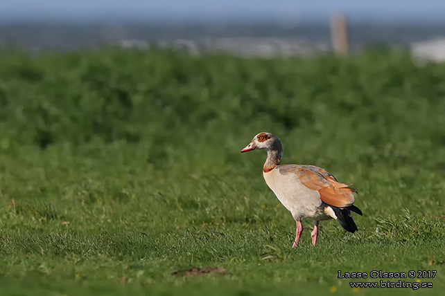 NILGÅS / EGYPTIAN GOOSE (Alopochen aegyptiacus)