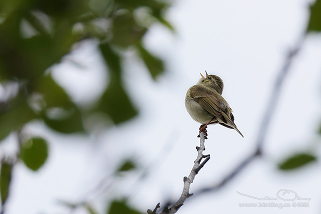 NORDSNGARE / ARCTIC WARBLER (Phylloscopus borealis) - STOR BILD / FULL SIZE