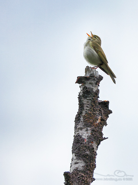 NORDSNGARE / ARCTIC WARBLER (Phylloscopus borealis) - STOR BILD / FULL SIZE