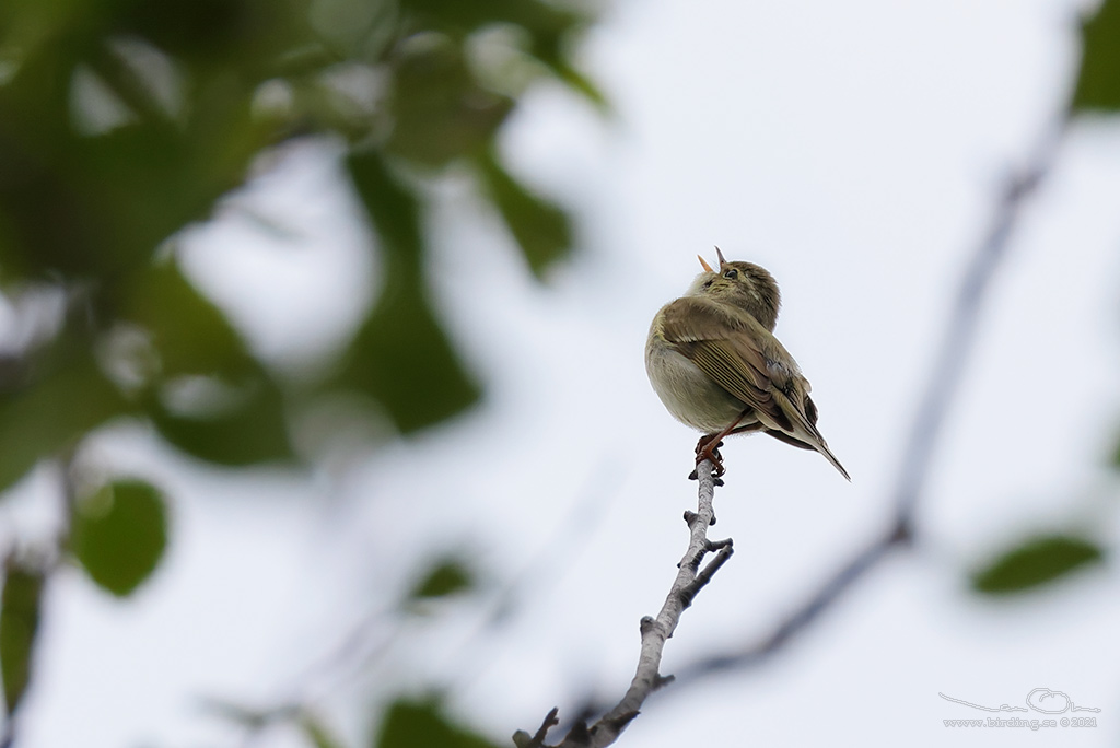 NORDSNGARE / ARCTIC WARBLER (Phylloscopus borealis) - Stng / Close