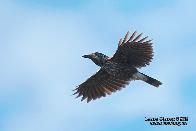 NÖTKRÅKA / SPOTTED NUTCRACKER (Nucifraga caryocatactes)