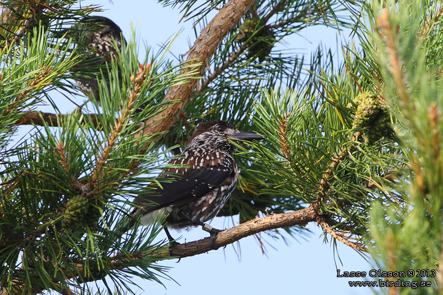 NTKRKA / SPOTTED NUTCRACKER (Nucifraga caryocatactes)