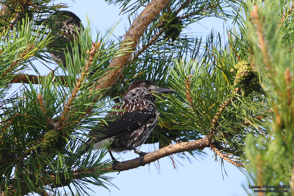 NTKRKA / NUTCRACKER (Nucifraga caryocatactes) - Stäng / Close