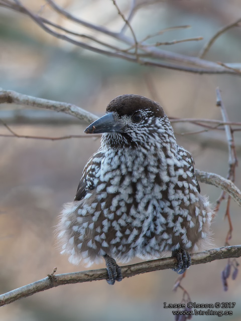 NÖTKRÅKA / SPOTTED NUTCRACKER (Nucifraga caryocatactes)