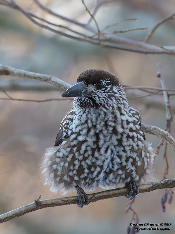 NTKRKA / NUTCRACKER (Nucifraga caryocatactes) - Stäng / Close