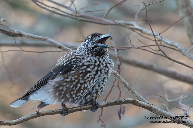 NÖTKRÅKA / SPOTTED NUTCRACKER (Nucifraga caryocatactes)