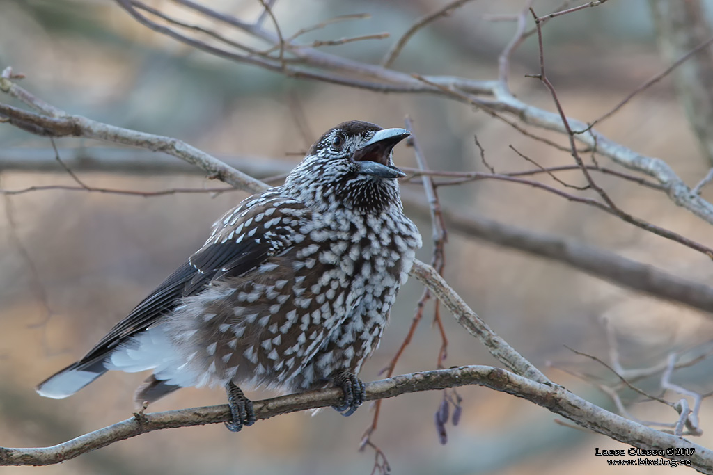 NTKRKA / NUTCRACKER (Nucifraga caryocatactes) - Stäng / Close