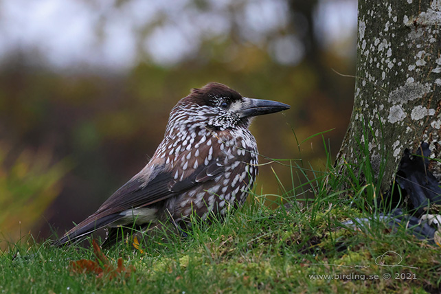 NÖTKRÅKA / SPOTTED NUTCRACKER (Nucifraga caryocatactes)