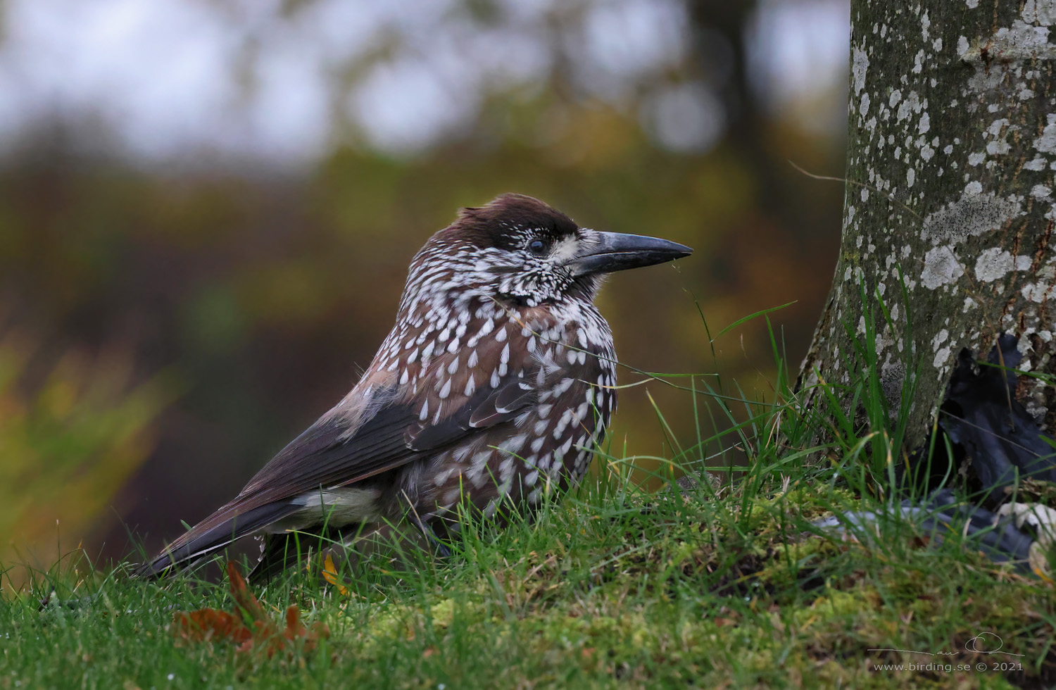 NTKRKA / NUTCRACKER (Nucifraga caryocatactes) - Stäng / Close