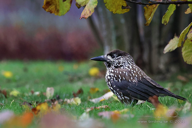 NÖTKRÅKA / SPOTTED NUTCRACKER (Nucifraga caryocatactes)