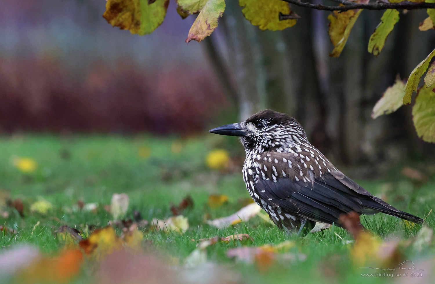 NTKRKA / NUTCRACKER (Nucifraga caryocatactes) - Stäng / Close