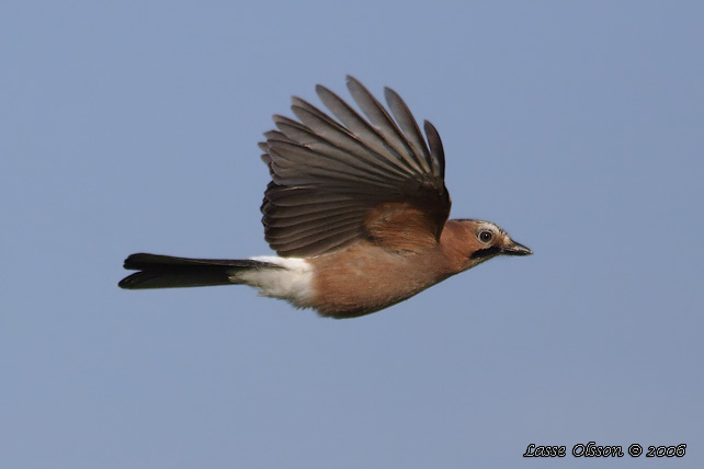 NTSKRIKA / EURASIAN JAY (Garrulus glandarius)