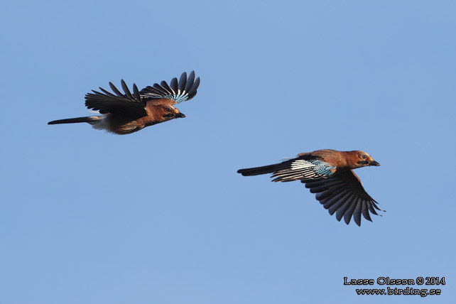 NÖTSKRIKA / EURASIAN JAY (Garrulus glandarius)