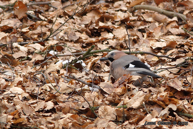 NTSKRIKA / EURASIAN JAY (Garrulus glandarius)