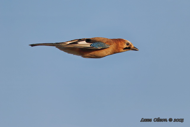 NTSKRIKA / EURASIAN JAY (Garrulus glandarius)