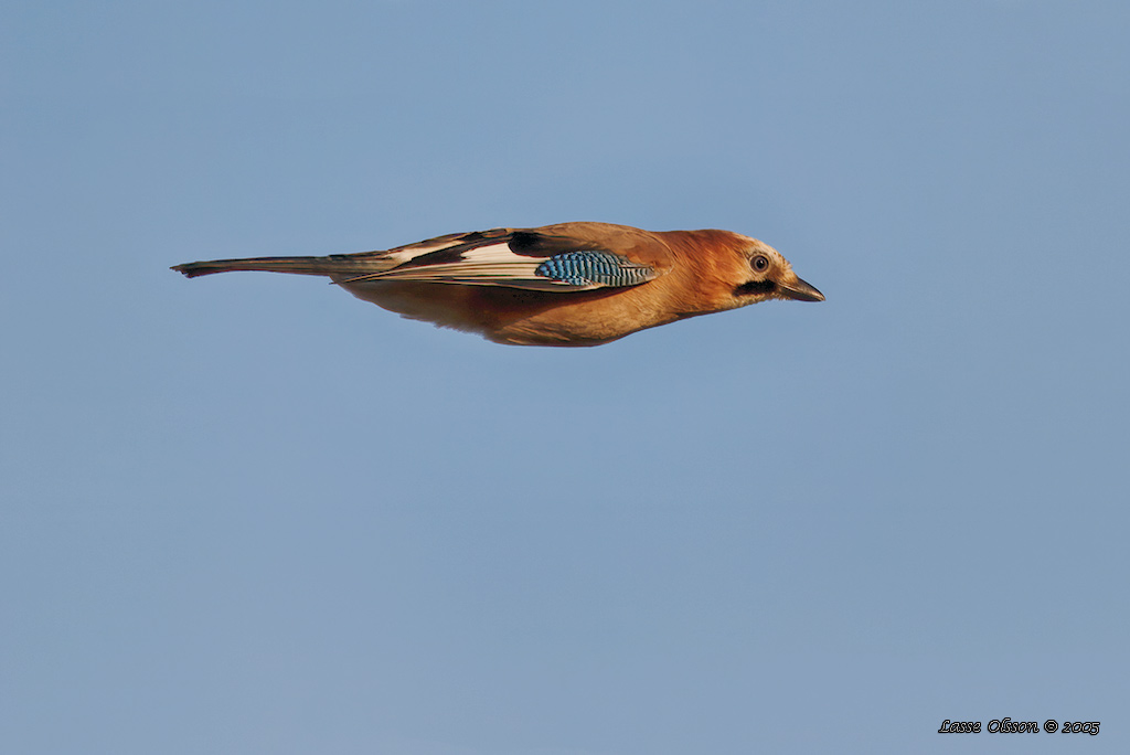 NTSKRIKA / EURASIAN JAY (Garrulus glandarius) - Stng / Close