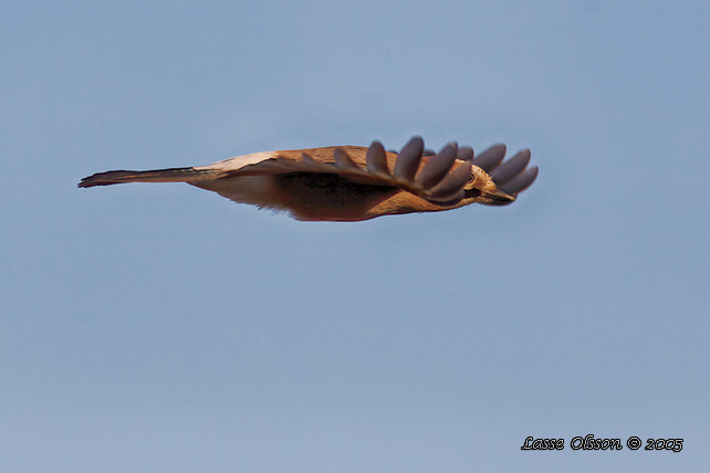 NTSKRIKA / EURASIAN JAY (Garrulus glandarius)