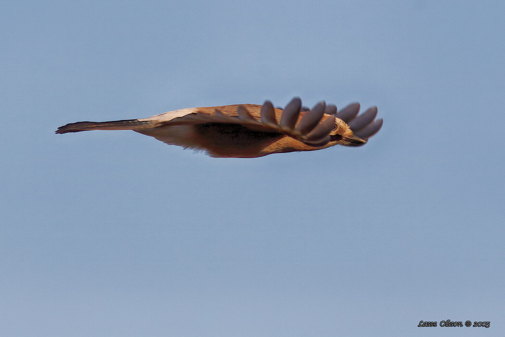 NTSKRIKA / EURASIAN JAY (Garrulus glandarius) - Stng / Close