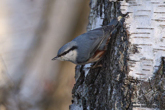 NÖTVÄCKA / EURASIAN NUTHATCH (Sitta europea)