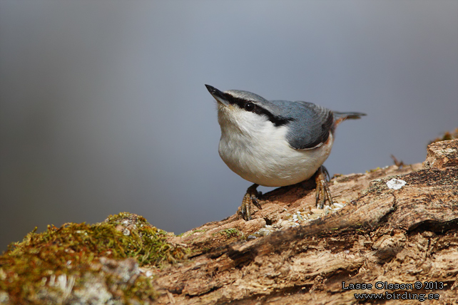 NÖTVÄCKA / EURASIAN NUTHATCH (Sitta europea)