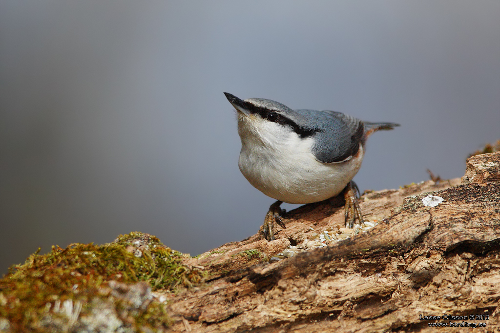 NTVCKA / EURASIAN NUTHATCH (Sitta europea) - Stng / Close