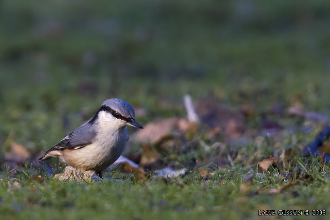 NTVCKA / EURASIAN NUTHATCH (Sitta europea)