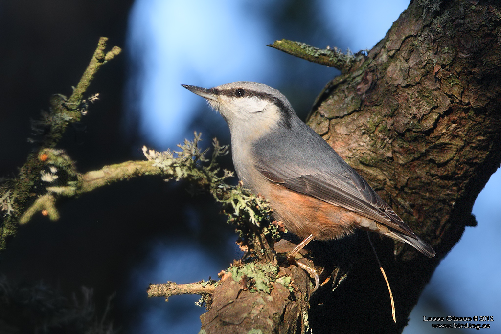 NTVCKA / EURASIAN NUTHATCH (Sitta europea) - Stng / Close