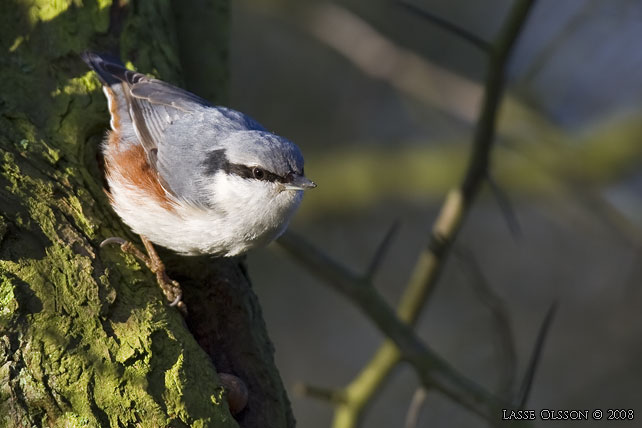 NTVCKA / EURASIAN NUTHATCH (Sitta europea) - stor bild / full size