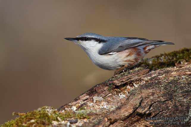 NÖTVÄCKA / EURASIAN NUTHATCH (Sitta europea)