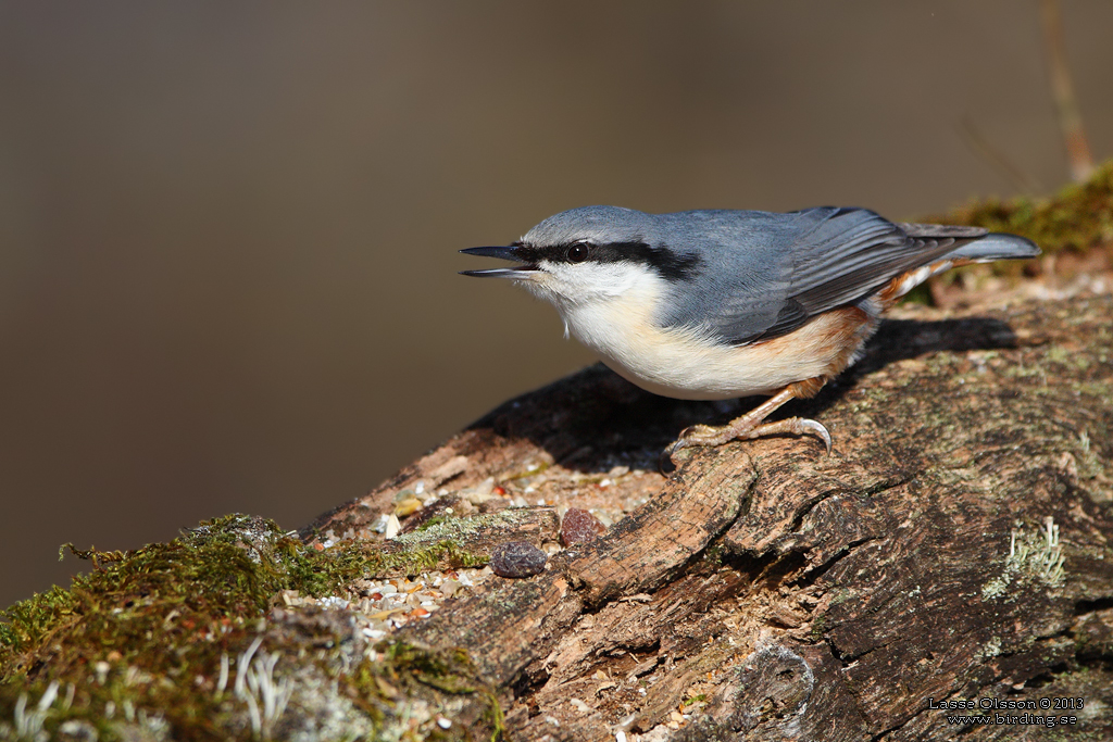 NTVCKA / EURASIAN NUTHATCH (Sitta europea) - Stng / Close