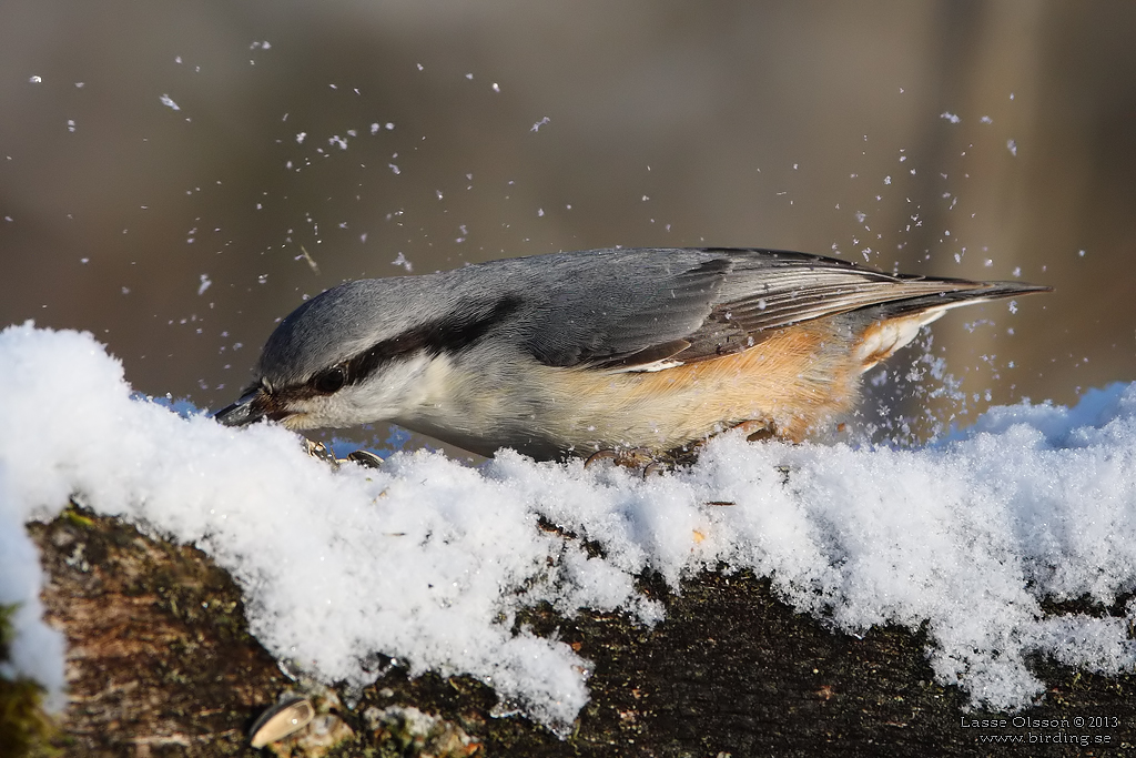 NTVCKA / EURASIAN NUTHATCH (Sitta europea) - Stng / Close