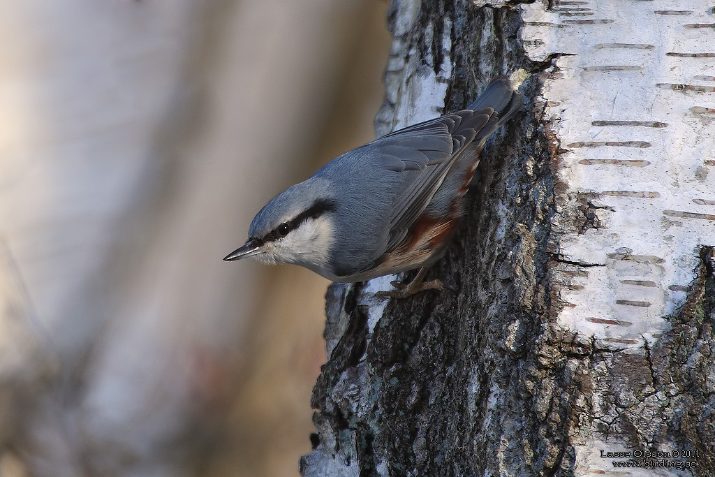 NTVCKA / EURASIAN NUTHATCH (Sitta europea) - Stng / Close