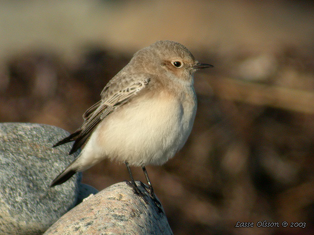 NUNNESTENSKVTTA / PIED WHEATEAR (Oenanthe pleschanka)