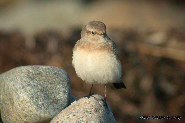 NUNNESTENSKVTTA / PIED WHEATEAR (Oenanthe pleschanka)