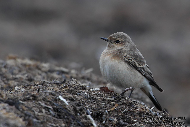 NUNNESTENSKVÄTTA / PIED WHEATEAR (Oenanthe pleschanka) - stor bild / full size