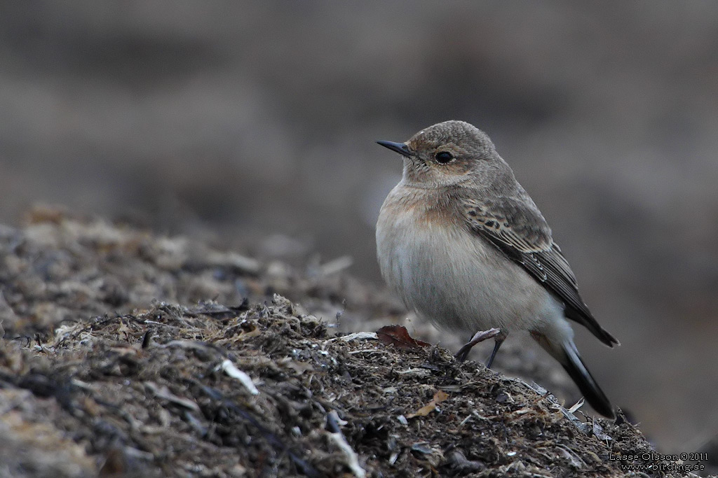 NUNNESTENSKVÄTTA / PIED WHEATEAR (Oenanthe pleschanka) - Stäng / Close