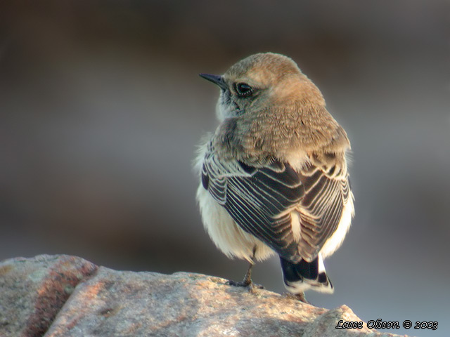 NUNNESTENSKVTTA / PIED WHEATEAR (Oenanthe pleschanka)