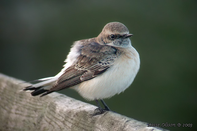 NUNNESTENSKVTTA / PIED WHEATEAR (Oenanthe pleschanka)