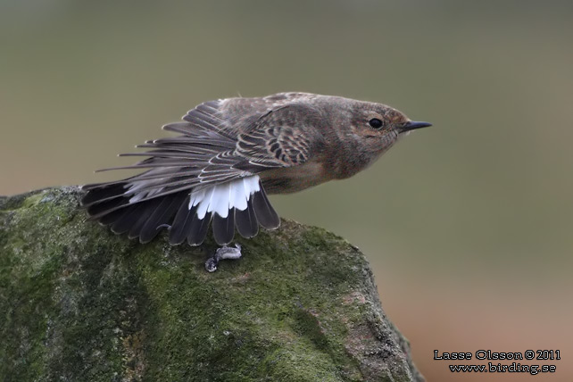 NUNNESTENSKVÄTTA / PIED WHEATEAR (Oenanthe pleschanka) - stor bild / full size