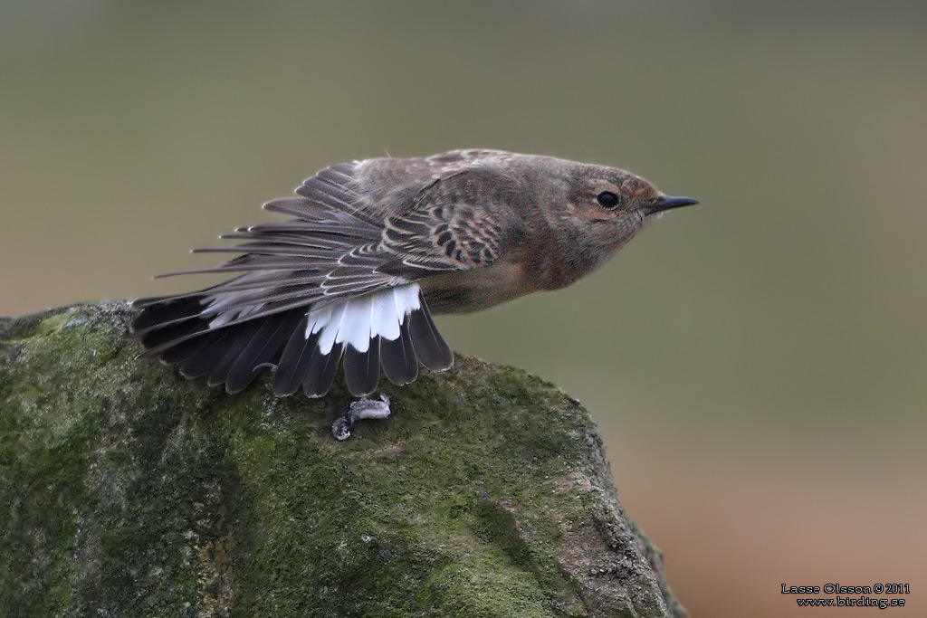 NUNNESTENSKVÄTTA / PIED WHEATEAR (Oenanthe pleschanka) - Stäng / Close