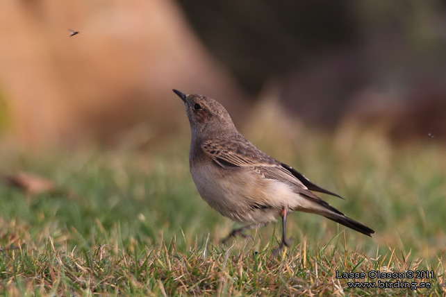 NUNNESTENSKVÄTTA / PIED WHEATEAR (Oenanthe pleschanka) - stor bild / full size