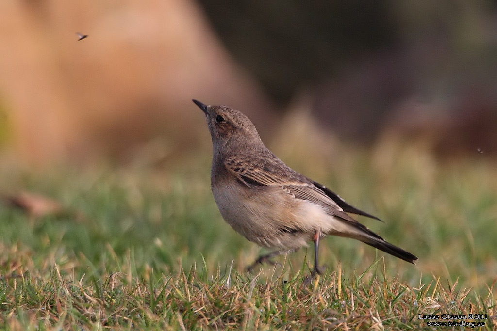 NUNNESTENSKVÄTTA / PIED WHEATEAR (Oenanthe pleschanka) - Stäng / Close