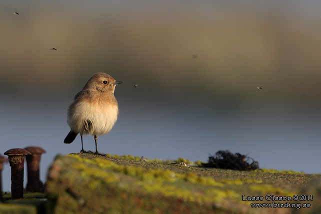 NUNNESTENSKVÄTTA / PIED WHEATEAR (Oenanthe pleschanka) - stor bild / full size