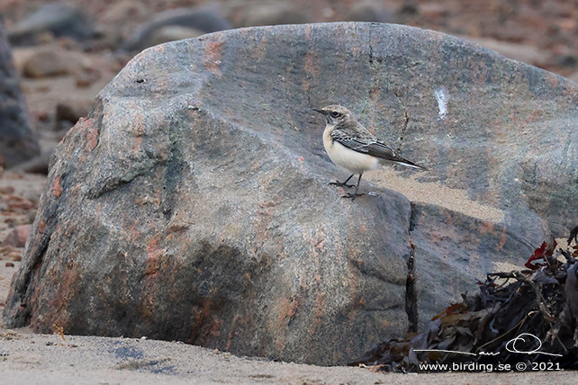 NUNNESTENSKVÄTTA / PIED WHEATEAR (Oenanthe pleschanka) - stor bild / full size