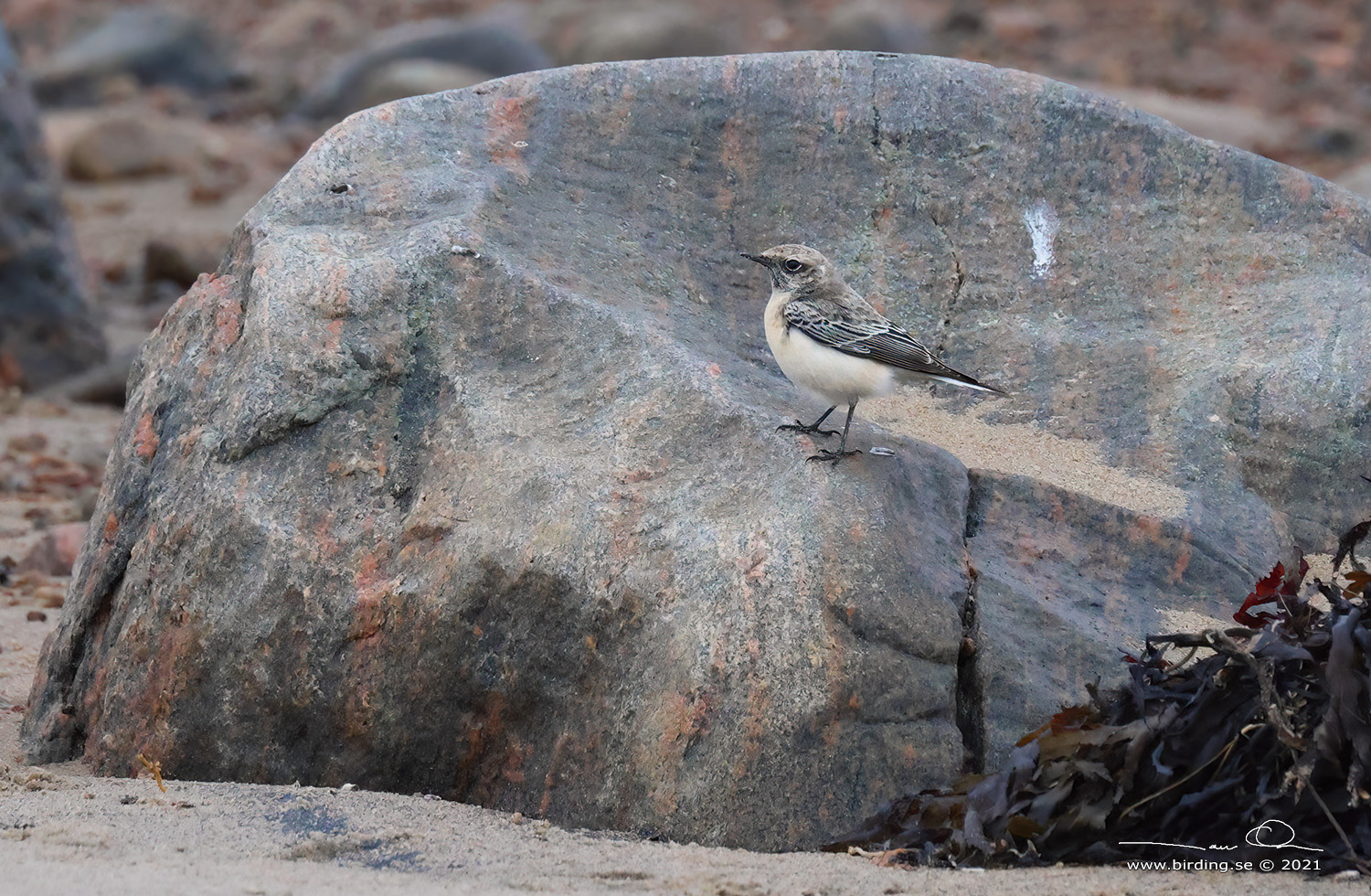 NUNNESTENSKVÄTTA / PIED WHEATEAR (Oenanthe pleschanka) - Stäng / Close