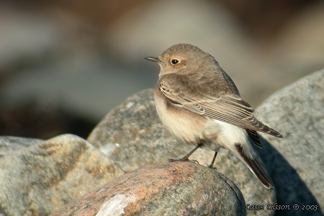 NUNNESTENSKVTTA / PIED WHEATEAR (Oenanthe pleschanka)