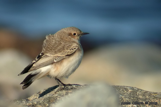 NUNNESTENSKVTTA / PIED WHEATEAR (Oenanthe pleschanka)